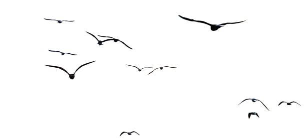 bird1