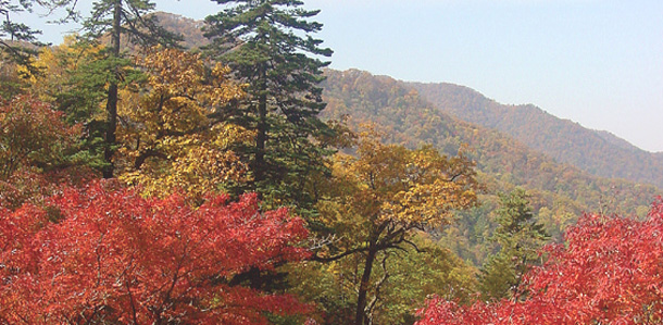 inje
